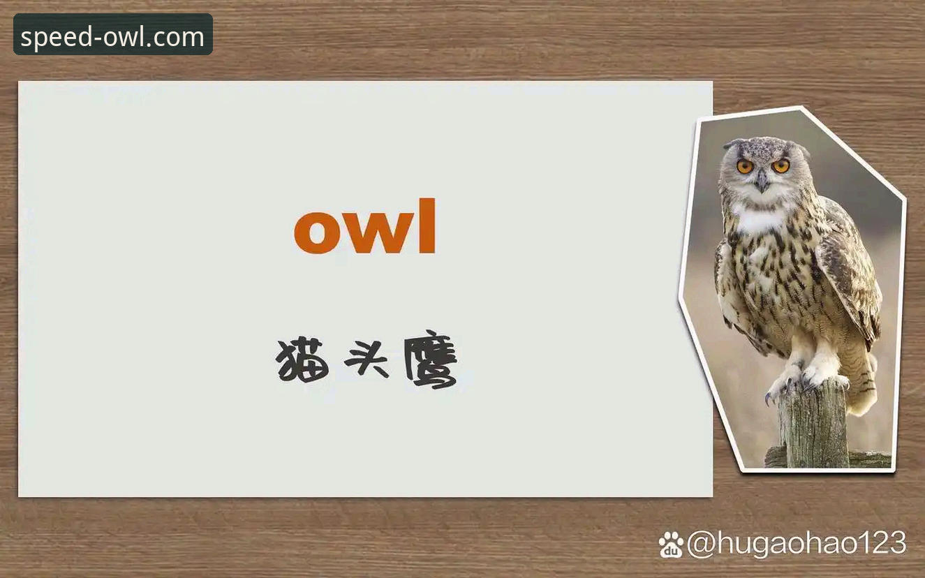 猫头鹰体育平台最新动态：OWL体育极速版下载与安全体验全解析